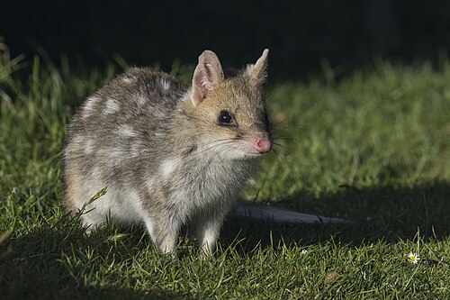 eastern quoll